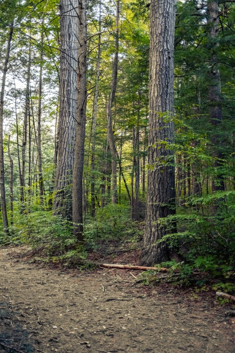 wooded forest, ricketts glen, pennsylvania
