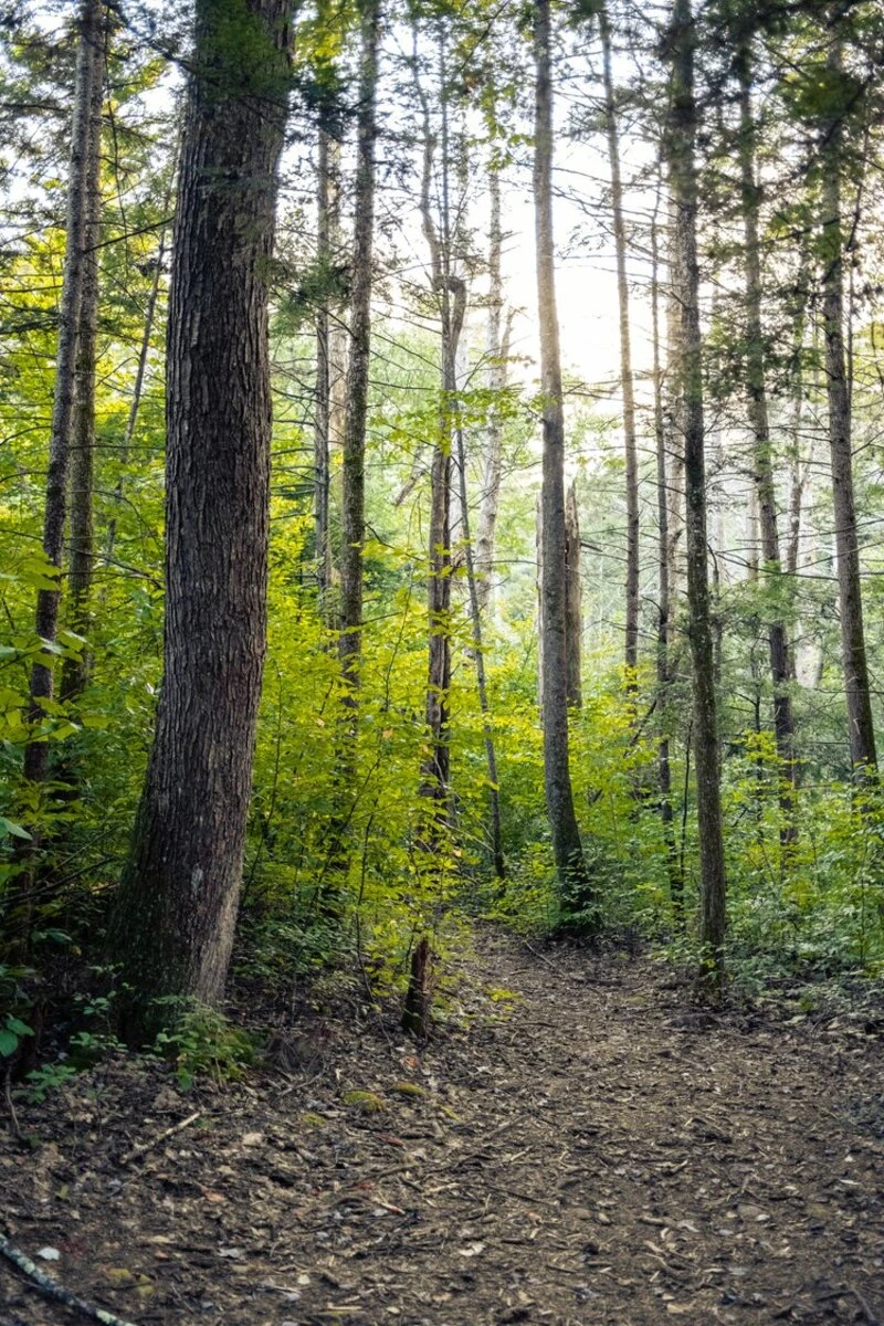 wooded forest, ricketts glen, pennsylvania