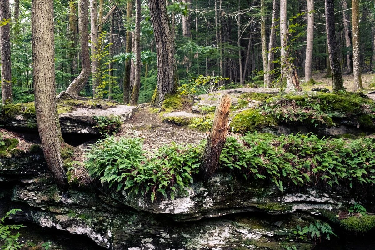 wooded forest, ricketts glen, pennsylvania