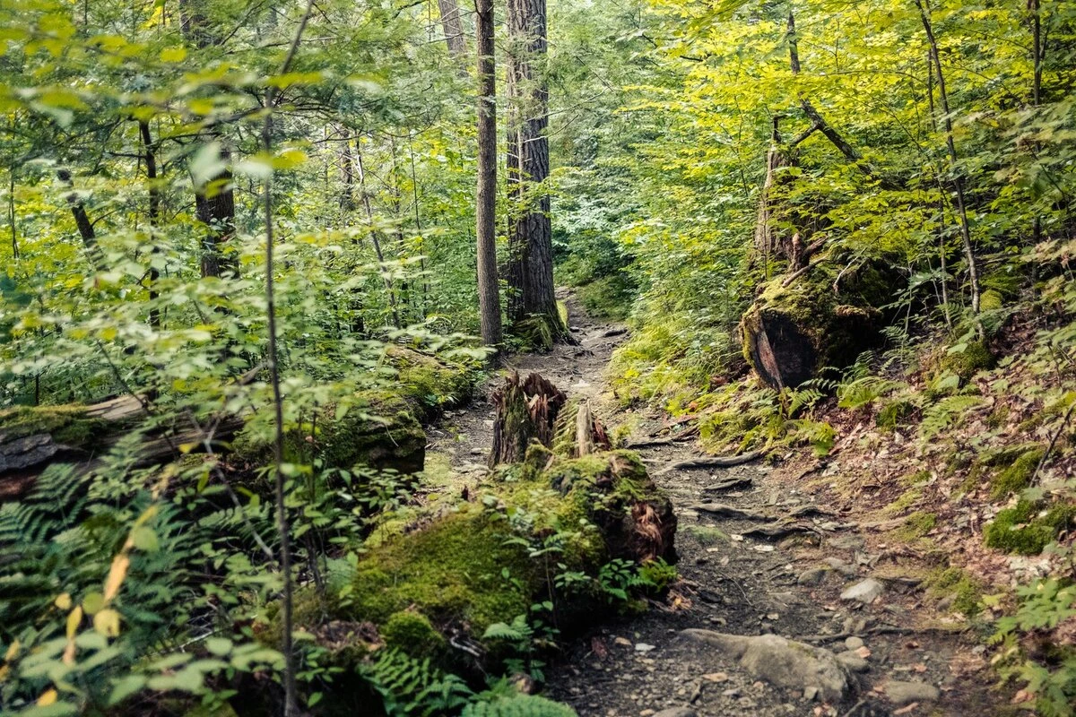 wooded forest, somewhere, pennsylvania
